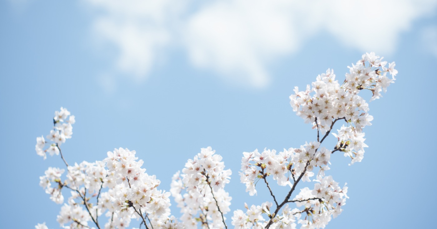 成人式・卒業式のネイルチップは今から 門出の季節 桜 Y.nail